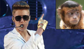 With his bad press about arriving late at a London concert and being booed, fighting with paparazzi, and spitting on a neighbor, pop mogul Justin Bieber is having a rough time. To top it all off, German customs agents are still holding Bieber’s Capuchin monkey Mally under state arrest. Sources closest to Bieber say he’s never been so upset.